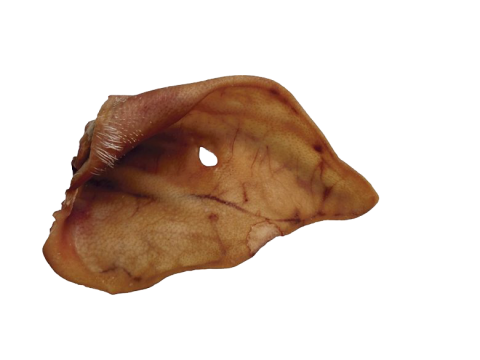 Kauwmateriaal Varken-oren 100 stuks 100 St.