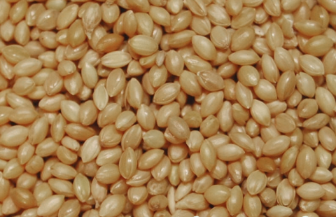 Enkelvoudig Senegal gierst 10 kg