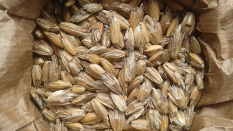 Bio-ron Ruwe spelt 20 kg