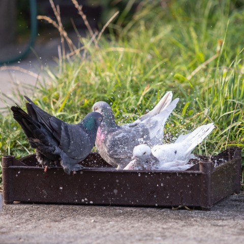 Beyers Badzout fino 1 St.